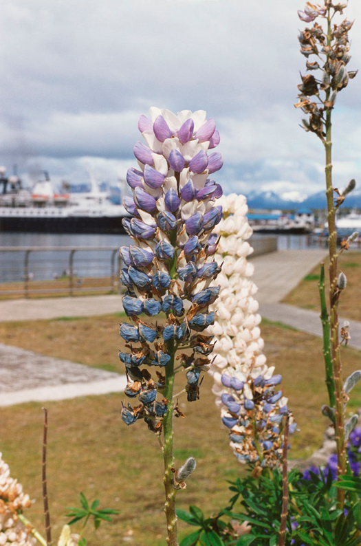 08-2010-Ushuaia-Lupine-(a)[1]